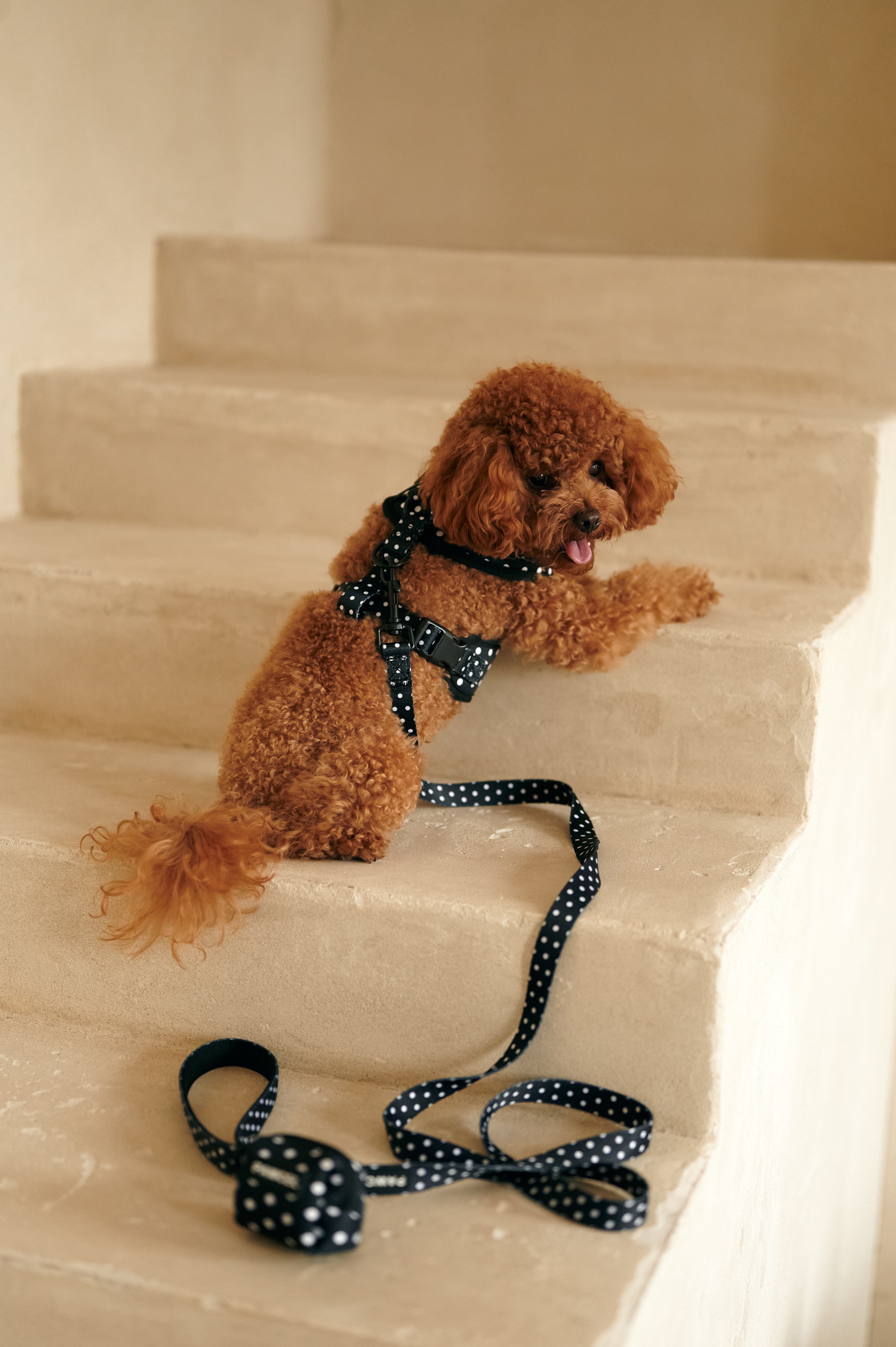 PAWCEL Walking Set — Black Polka Dot