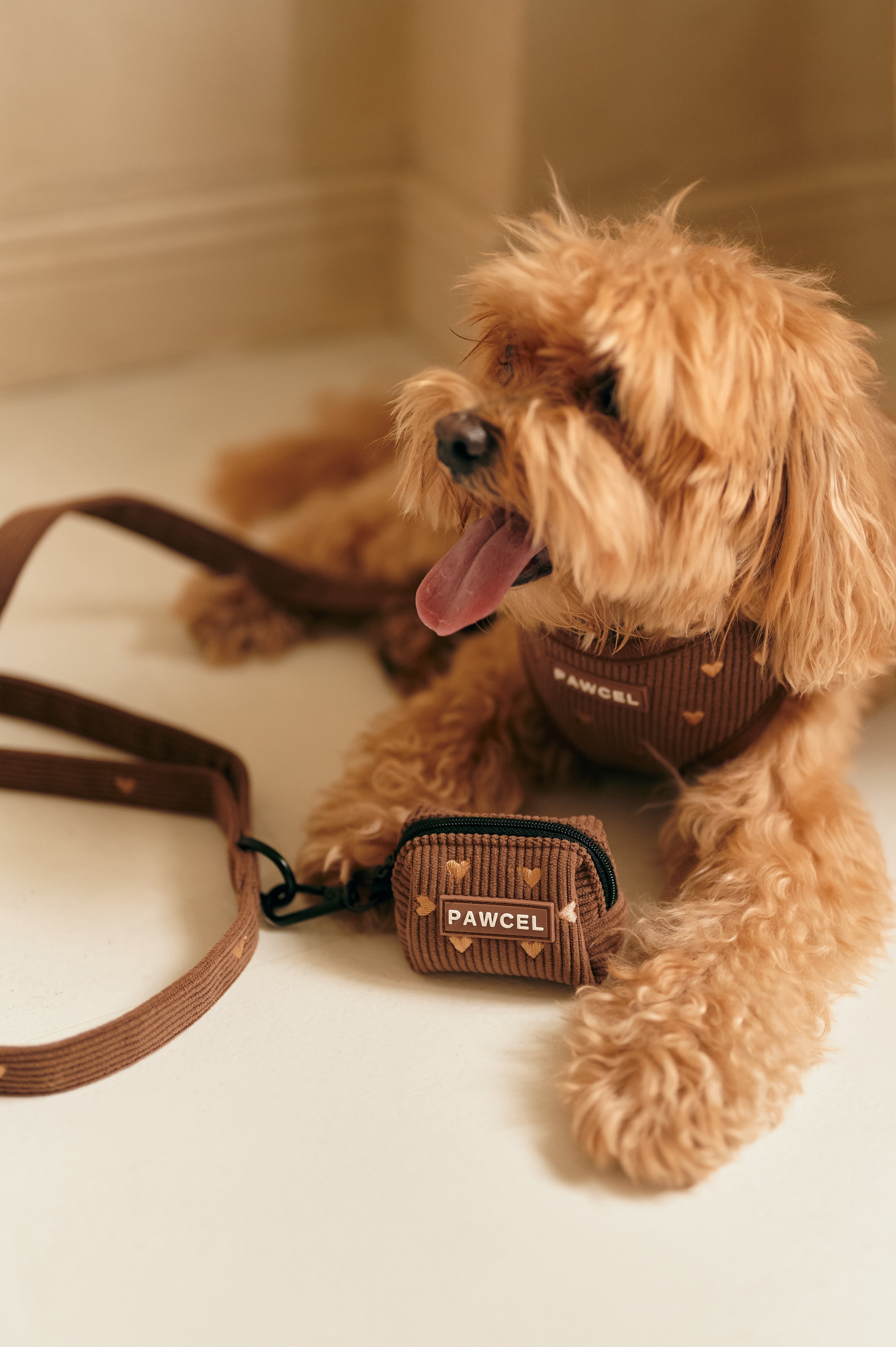 PAWCEL Walking Set — Brown Hearts