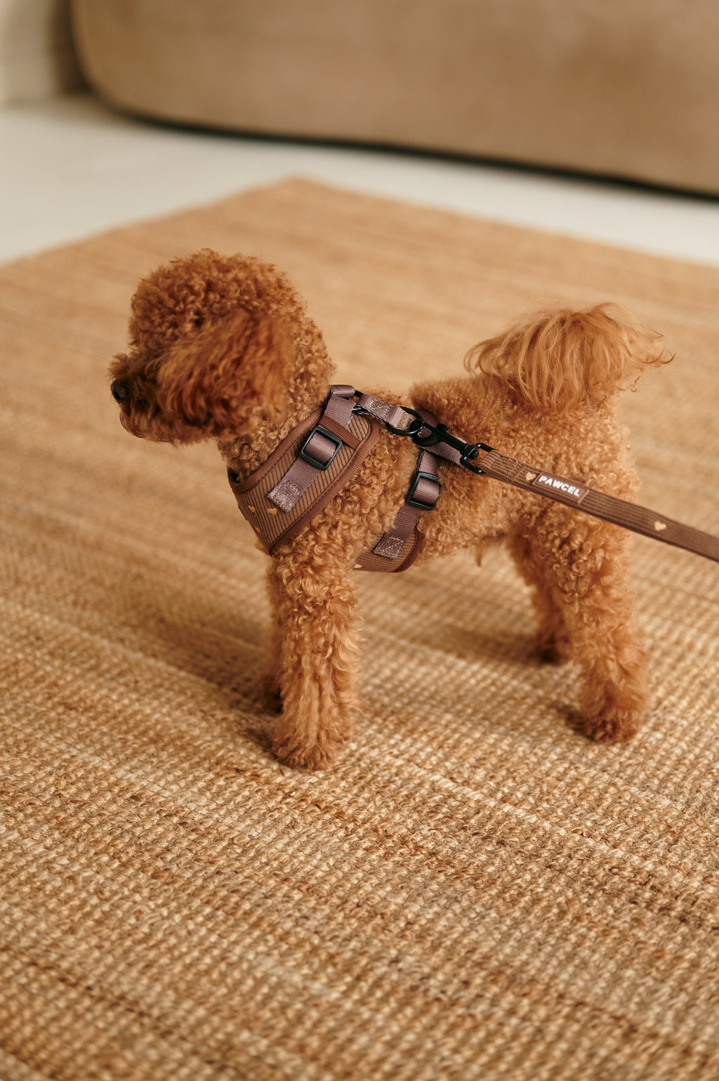 PAWCEL Walking Set — Brown Hearts