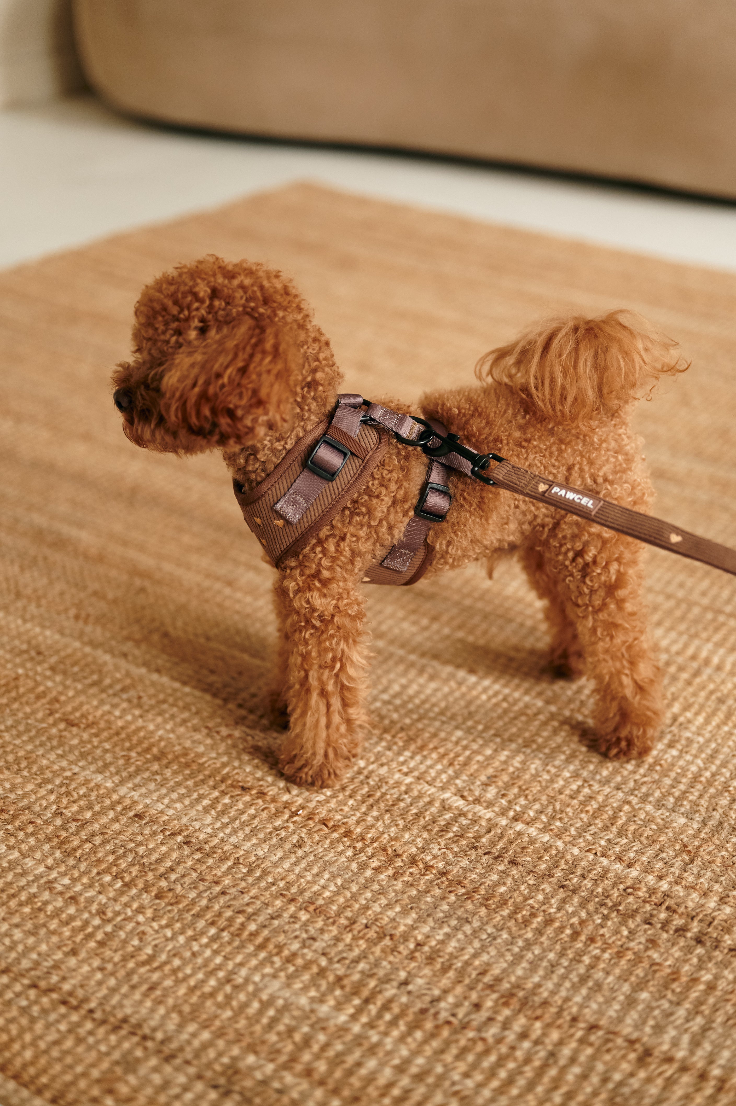 PAWCEL Walking Set — Brown Hearts